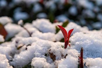 “小雪见3象，遍地坟头起”！今日小雪，过年冷不冷就看小雪表现  -图4