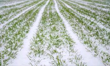 “小雪见3象，遍地坟头起”！今日小雪，过年冷不冷就看小雪表现  -图3