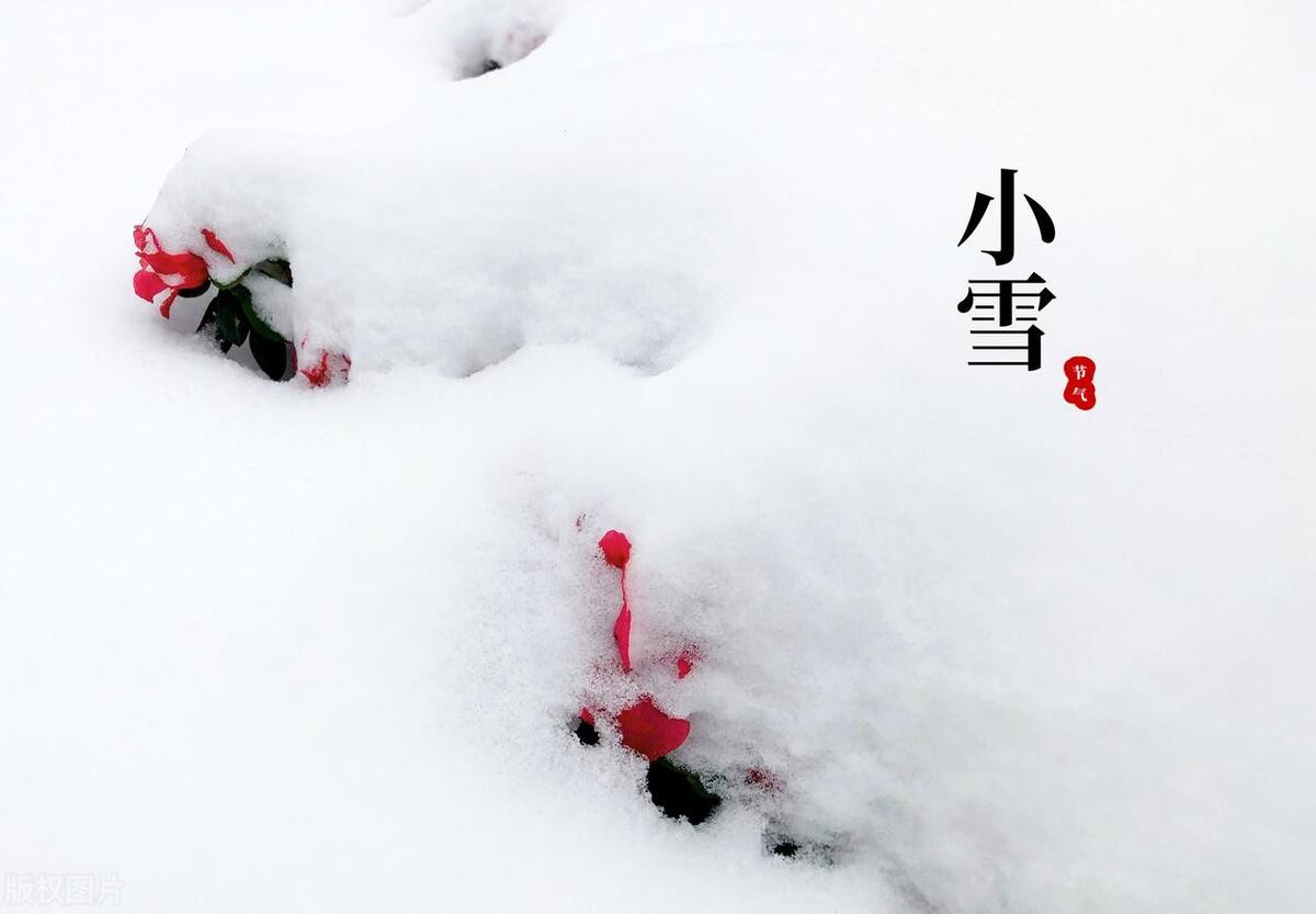 “小雪见3象，遍地坟头起”！今日小雪，过年冷不冷就看小雪表现  -图8